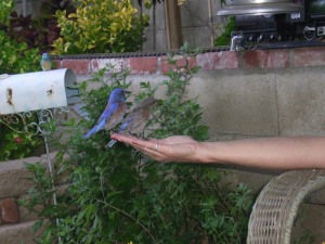 Blue birds Trust Sherry